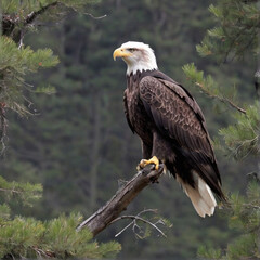 Fototapeta premium Bald eagle. Ai generative