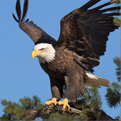 Bald eagle. Ai generative