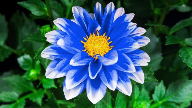 Blue Dahlia Flower Opens in Time Lapse on a Green Leaves Background. White Blue Plant Blooming with Yellow Insert of Pollen