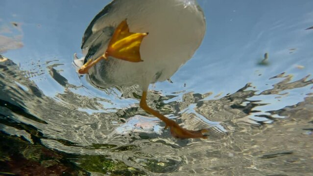 Underwater view, Close up of seagulls swim and feed on surface of water in the coastal area, on blue sky background, Bottom view, Slow motion 
