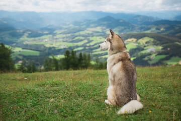 siberian husky dog sitting on an alpine mountain top in the summer