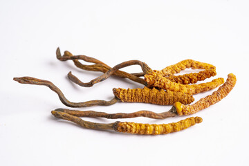 Cordyceps or Ophiocordyceps sinensis mushroom herb is fungus for used as medicine on white background.