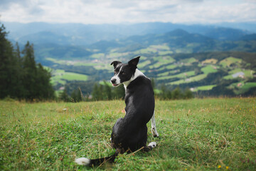 border collie dog sitting on an alpine mountain top in the summer looking back a the camera