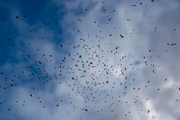 Lots of birds on the background of blue sky and clouds