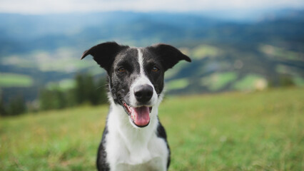 border collie dog close up head portrait on an alpine mountain top in the summer