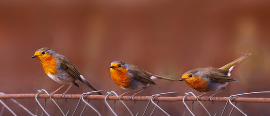 Three robins on a wire fence on a blurred pink background