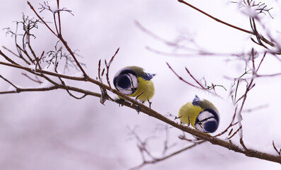 Winter games of little blue tits on snow-covered branches.