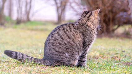 The cat has turned away and is sitting with its back, Cat on the front lawn, Indoor cat outdoors