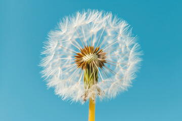 Delicate Fluff: The Fragile Beauty of a Dandelion Seed, Dancing in the Summer Breeze against a Clear Blue Sky