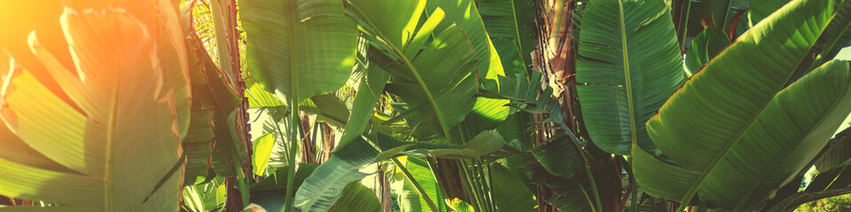 Banana plantation on a sunny day. Nature tropical background. Horizontal banner