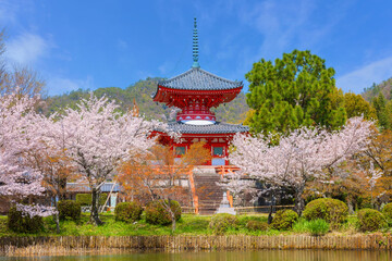 Daikakuji Temple in Kyoto, Japan with beautiful full bloom cherry blossom garden in spring 