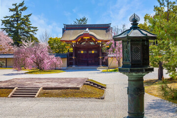 Daikakuji Temple in Kyoto, Japan with beautiful full bloom cherry blossom garden in spring 