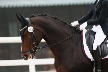 Portrait of a horse in profile during a performance at equestrian competitions.