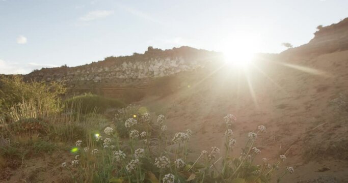 flowers shining in golden sunset light with a lens flare