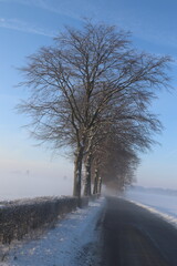 A group of trees along a road in a white winter during sunrise when there was still mist.