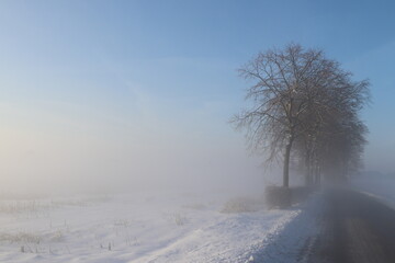 Trees past the road on a cold day in the Netherlands, during sunrise with snow and mist.