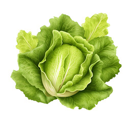 Fototapeta premium lettuce, cabbage, vegetable, food, illustration, vector, dicut, PNG file, isolated background.