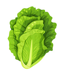 lettuce, cabbage, vegetable, food, illustration, vector, dicut, PNG file, isolated background.