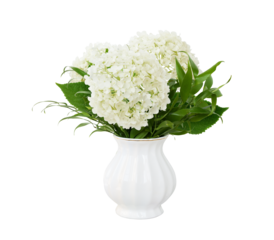 Bouquet with hydrangea flowers and italian ruscus in a white vase isolated on white or transparent background