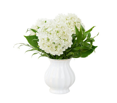 Bouquet with hydrangea flowers and italian ruscus in a white vase isolated on white or transparent background