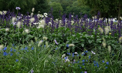 Flower bed on the edge of a forest, blue and white tones predominate, the flowers are planted in rows and form a harmonious arrangement