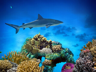 Tiger Shark (Galeocerdo cuvier) swimming over the reef - 712334339