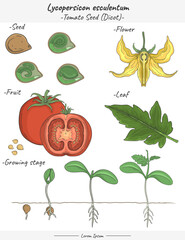 Solanum lycopersicum - Tomato illustrations set