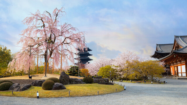 Beautiful full bloom cherry blossom at Toji temple in Kyoto, Japan