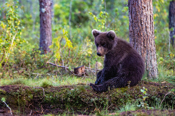 brown bear cub in the forest