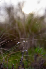 Grass in countryside pampas Argentina