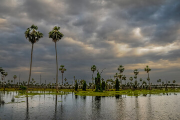 Sunst Palms landscape in La Estrella Marsh, Formosa province, Argentina.