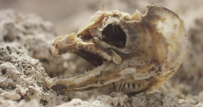 skeleton of a dead fish