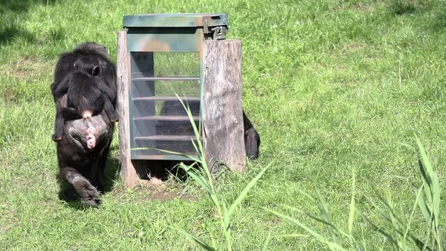 Bonobo (Pan Paniscus) in Zoological Garden. Playful Pygmy Chimpanzee with its Baby on Green Grass in Zoo.