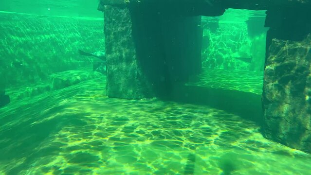 Underwater Shot of Brown Fur Seal in Zoo. Playful Arctocephalus Pusillus in Green Water in Zoological Garden.