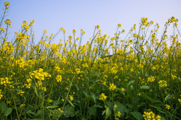 Outdoor yellow Rapeseed Flowers Field Countryside of Bangladesh