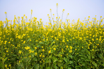 Outdoor yellow Rapeseed Flowers Field Countryside of Bangladesh