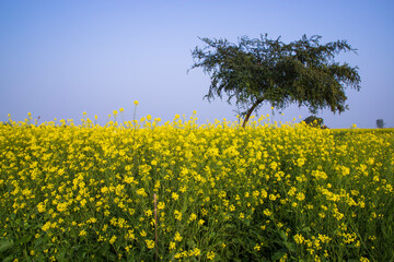 Obraz premium Outdoor yellow Rapeseed Flowers Field Countryside of Bangladesh
