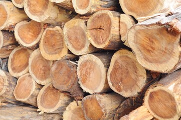 Background of cut logs close up
