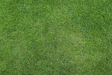 Obraz premium green grass background