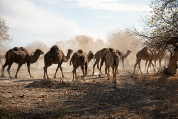 lots of camels to graze in nature.. Camels at Kyzylkum Desert in Uzbekistan.