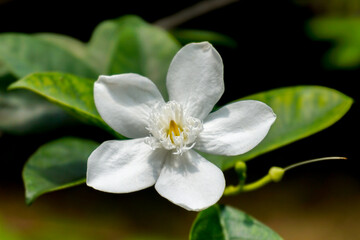 Fototapeta na wymiar Beautiful white flower of Wrightia antidysenterica in the garden