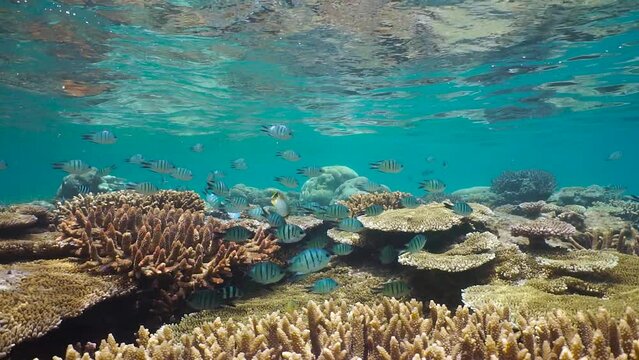 Coral reef below water surface with a shoal of scissortail sergeant fish, south Pacific ocean, natural underwater scene, New Caledonia, Oceania