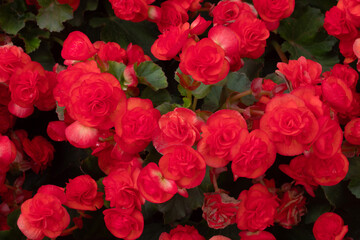 Begonia flower for nature background.