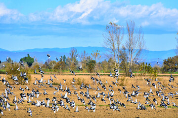 Volo di colombe, Toscana