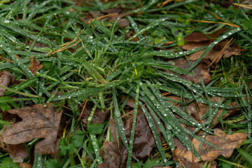 Fresh green grass with water drops close up dewdrop after rain. Autumn leaves on ground. Fallen golden autumn leaves on green grass in forest. Green grass stalks in cold autumn weather