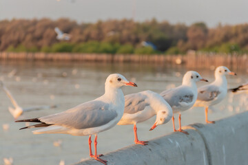 Seagulls standing on bang pu bridge at evening