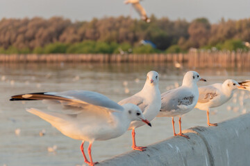 Seagulls standing on bang pu bridge at evening