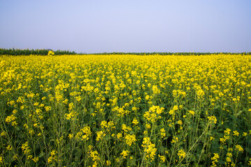 Fototapeta premium Outdoor yellow Rapeseed Flowers Field Countryside of Bangladesh