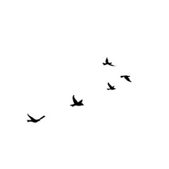 Flying Bird Silhouette