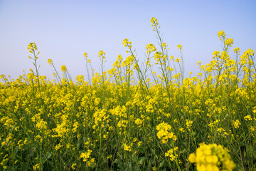 Outdoor yellow Rapeseed Flowers Field Countryside of Bangladesh